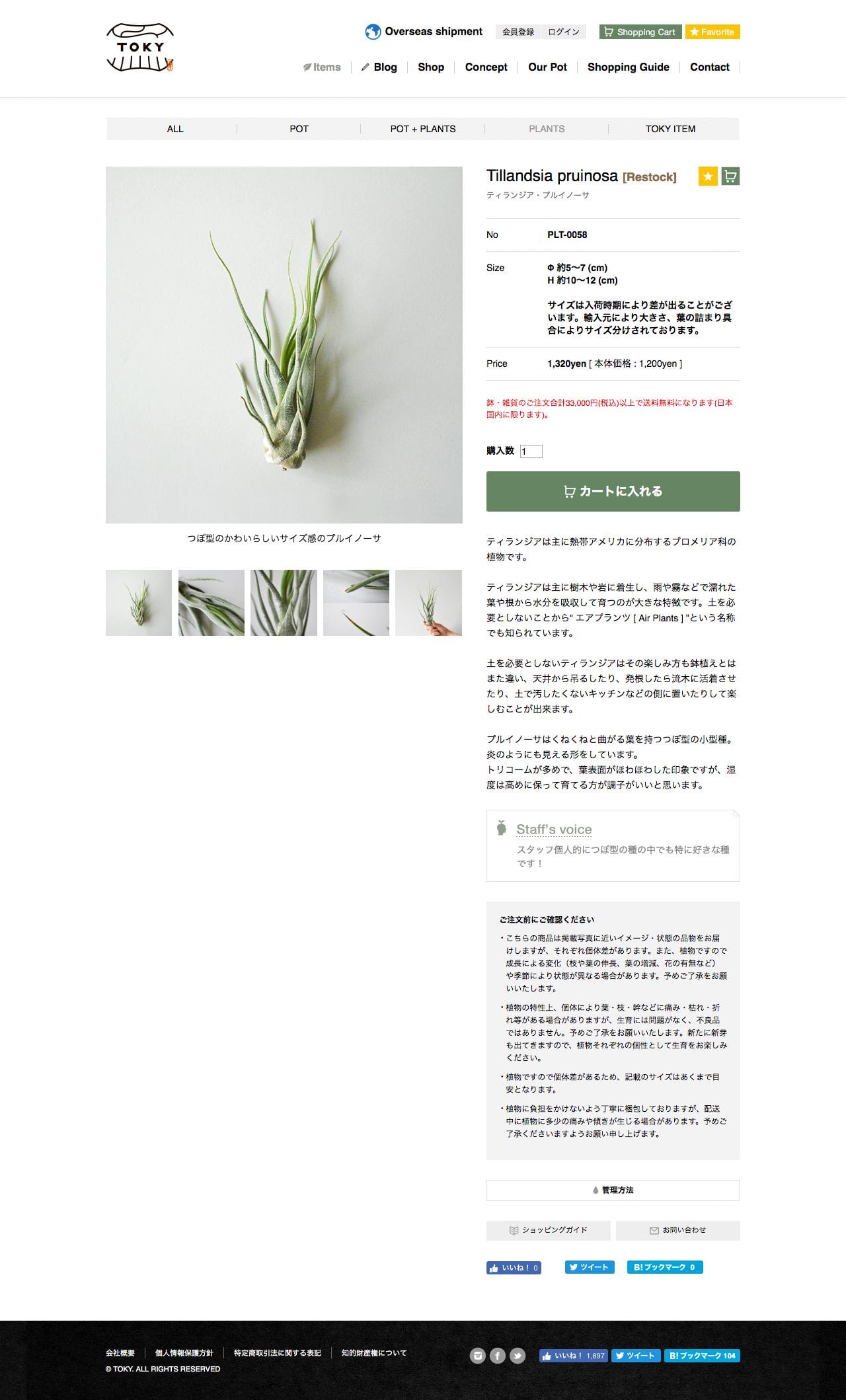 多肉植物・特別な鉢の販売 | トーキー | TOKYのスクリーンショット - 商品詳細